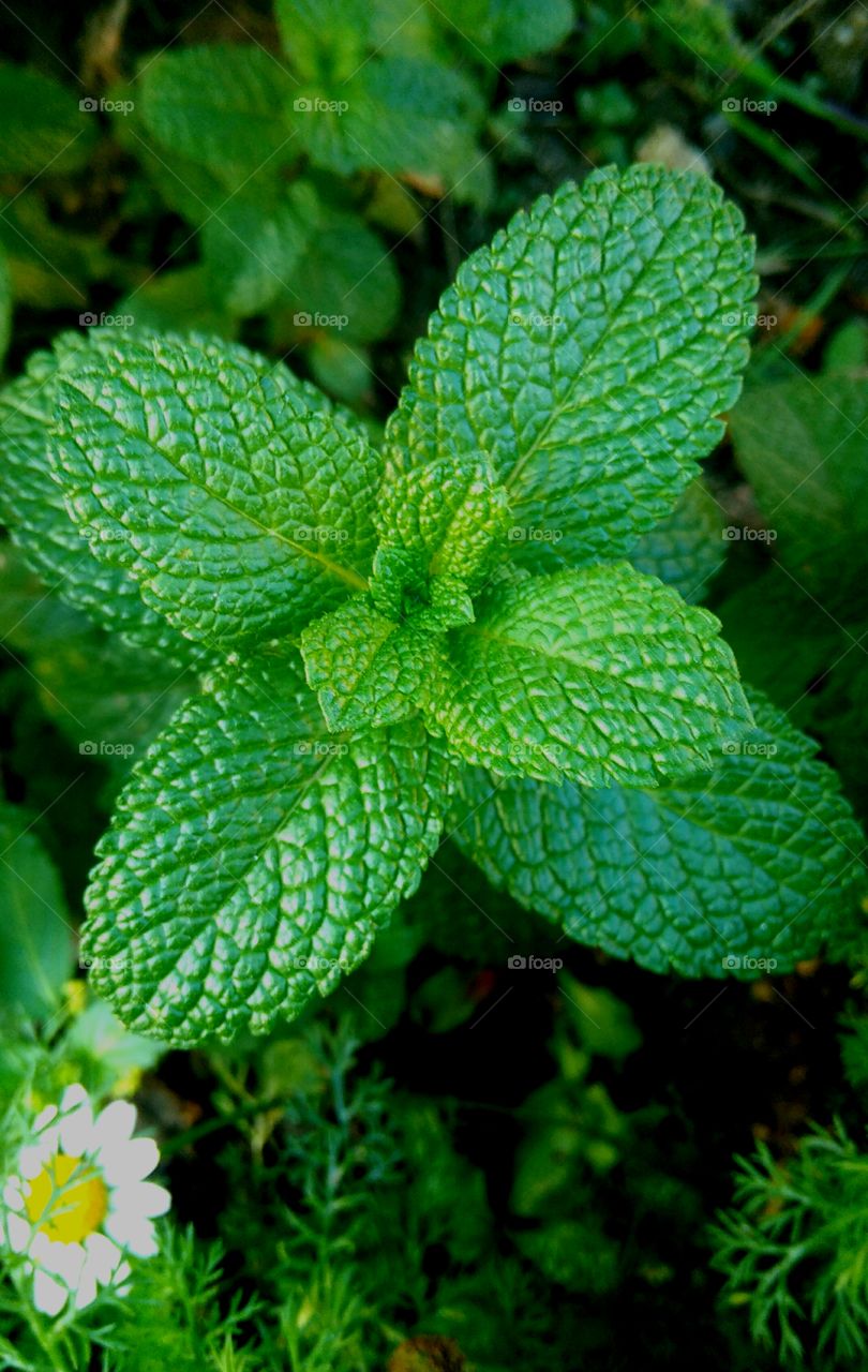 mint lemon balm