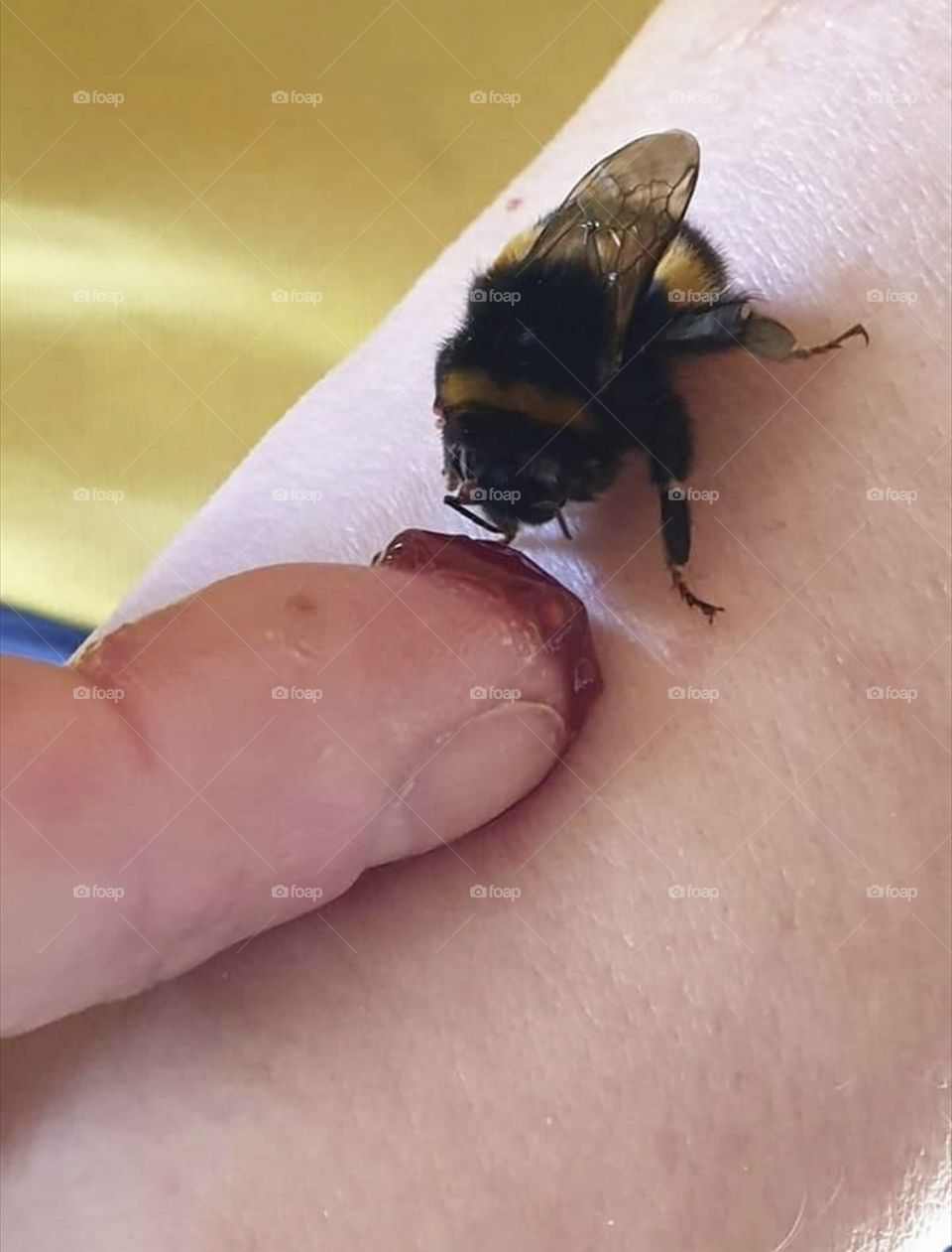 Feeding A Bee Jam
