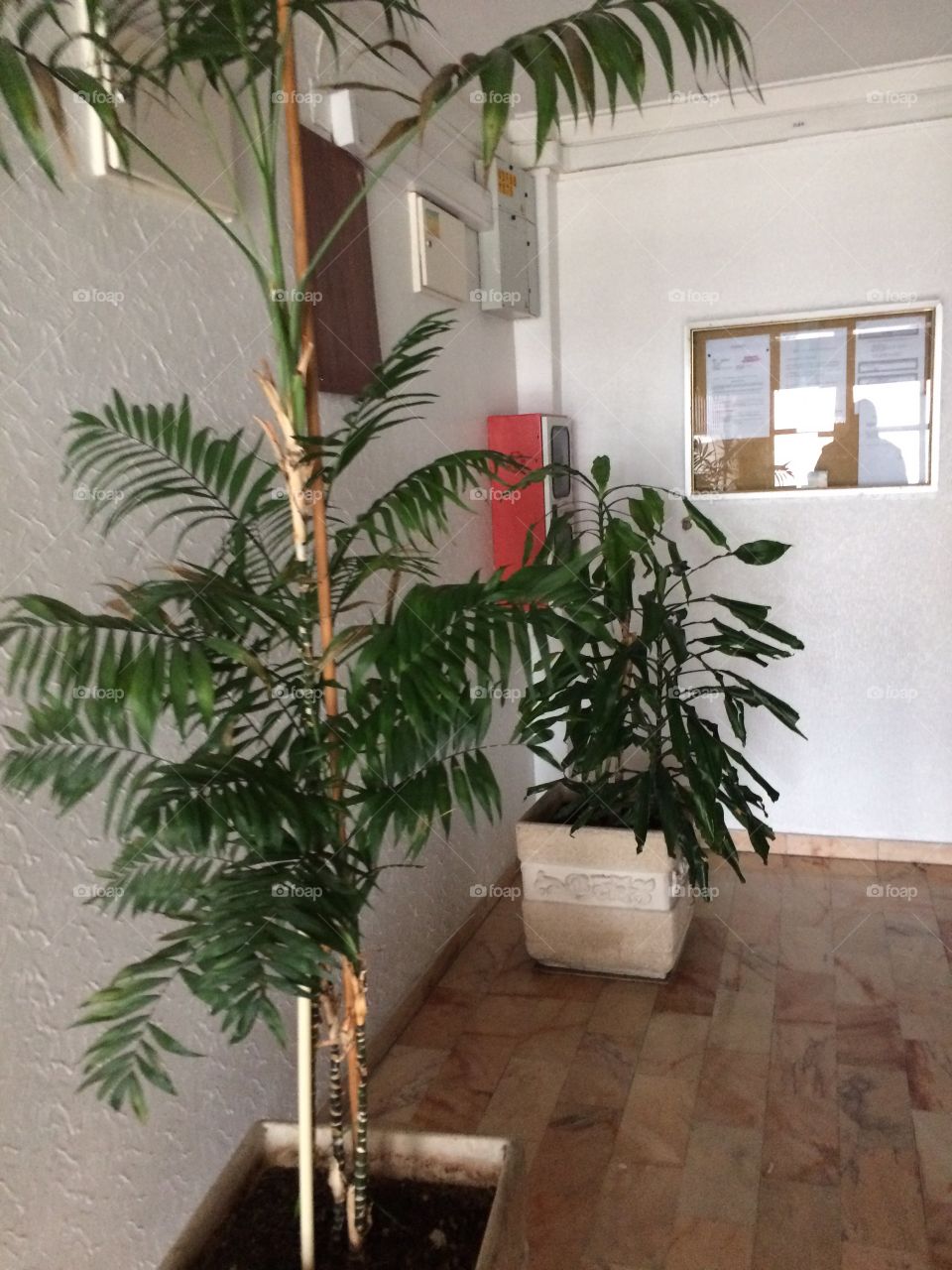 Trees in entrance in building.