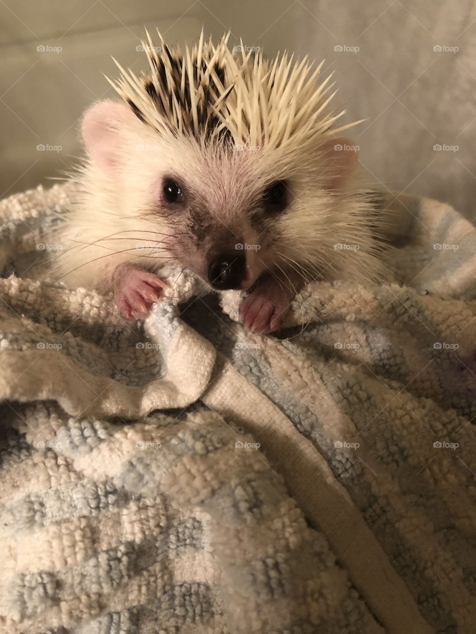hedgehog bath time