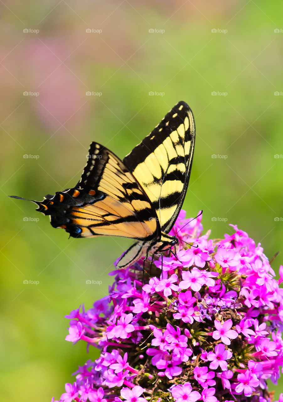 Monarch Butterfly Gathering Nectar