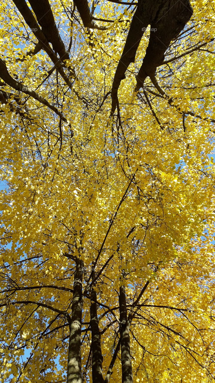 листья на дереве