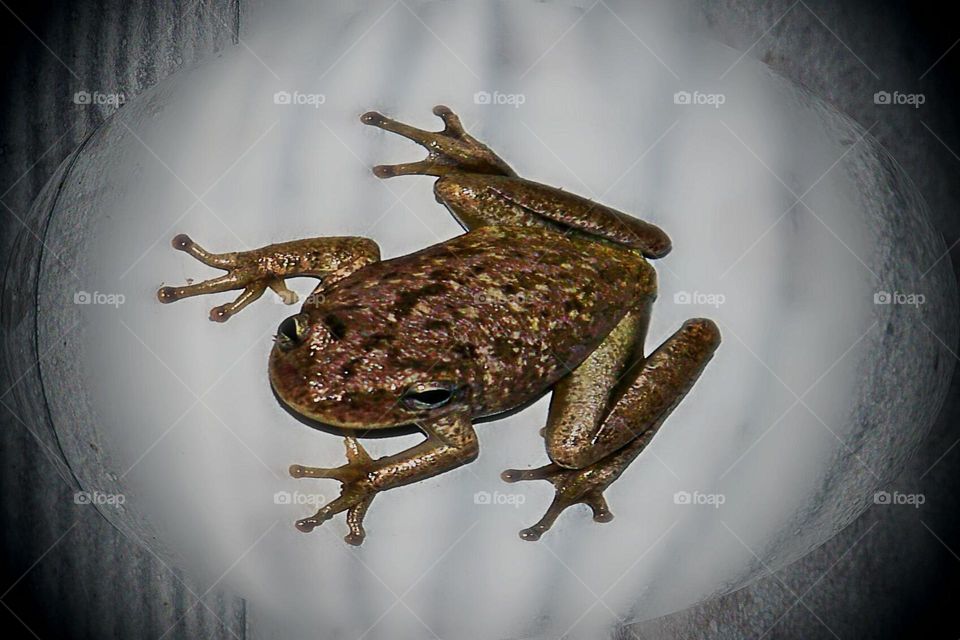 Brown Tree Frog