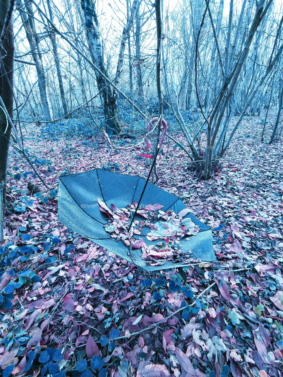 Umbrella