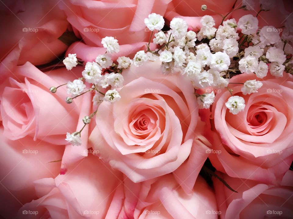 Soft pink roses