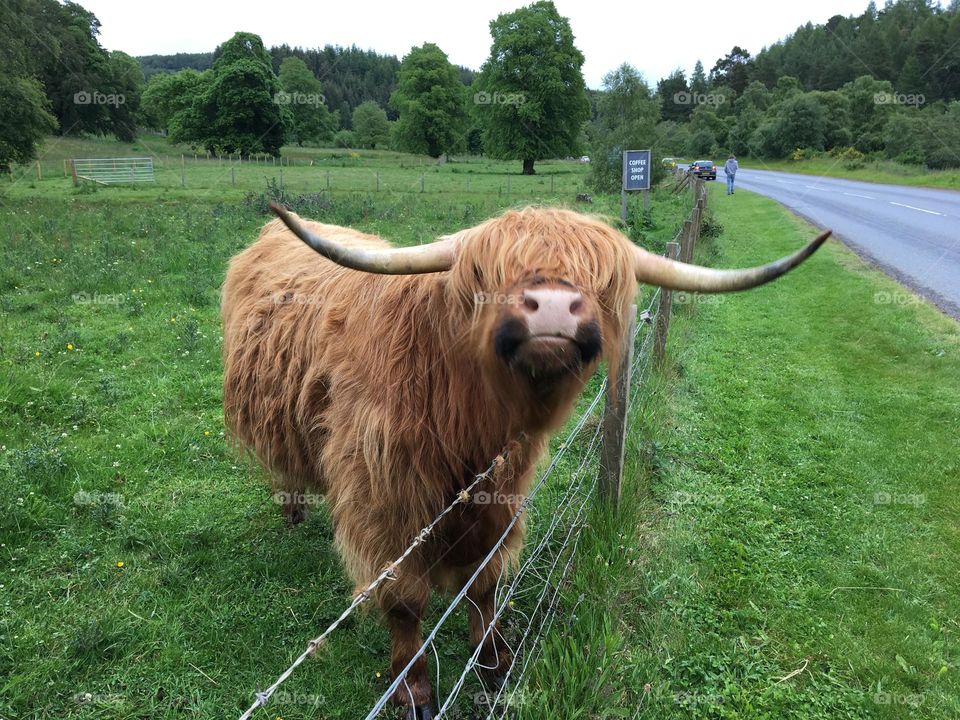 Love Highland Cows 🧡