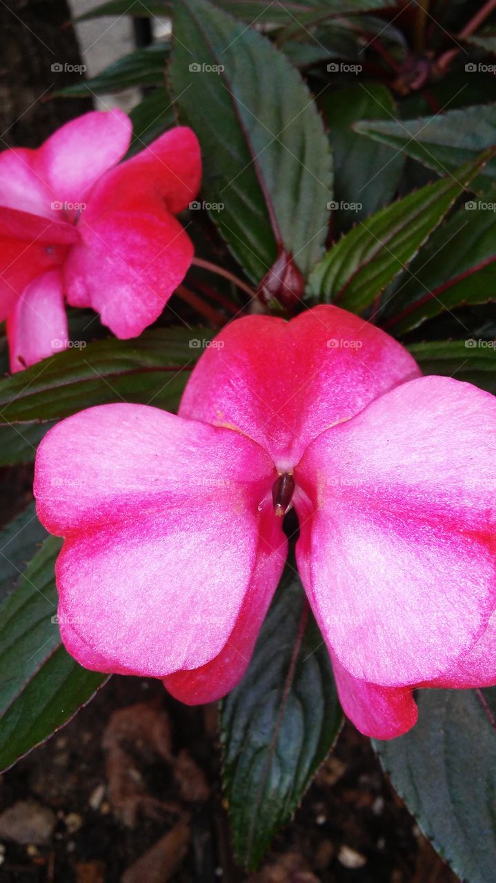 Flower, Nature, Flora, Leaf, No Person