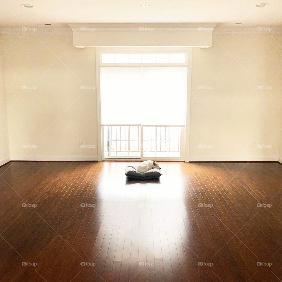 Dog sleeping by large window in empty room