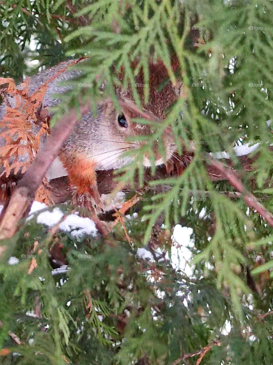 Squirrel in ambush.  The squirrel sits in the branches of a green fir and watches