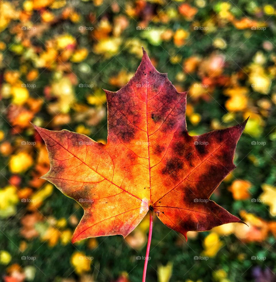 Autumn leaves—taken in Dyer, Indiana 