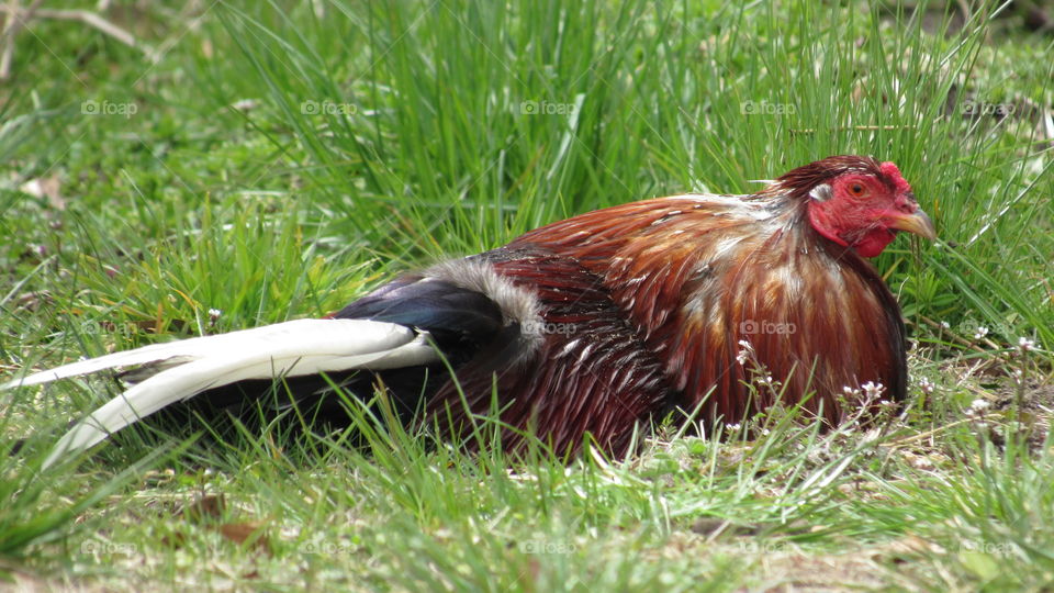 Rooster taking a dust bath