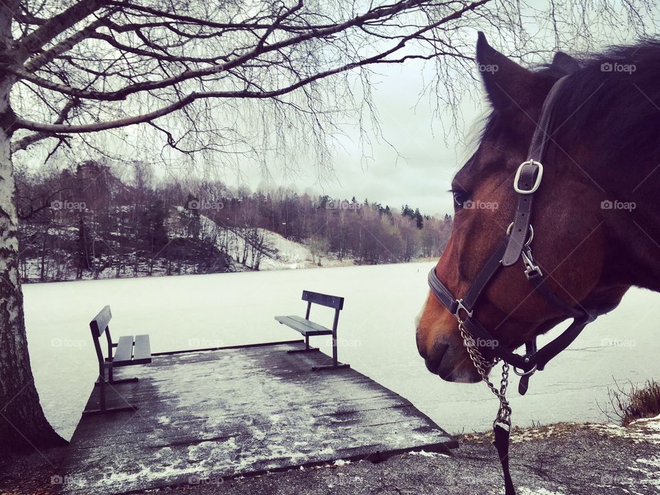 Horse at frozen lake