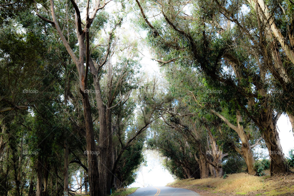 Eucalyptus road