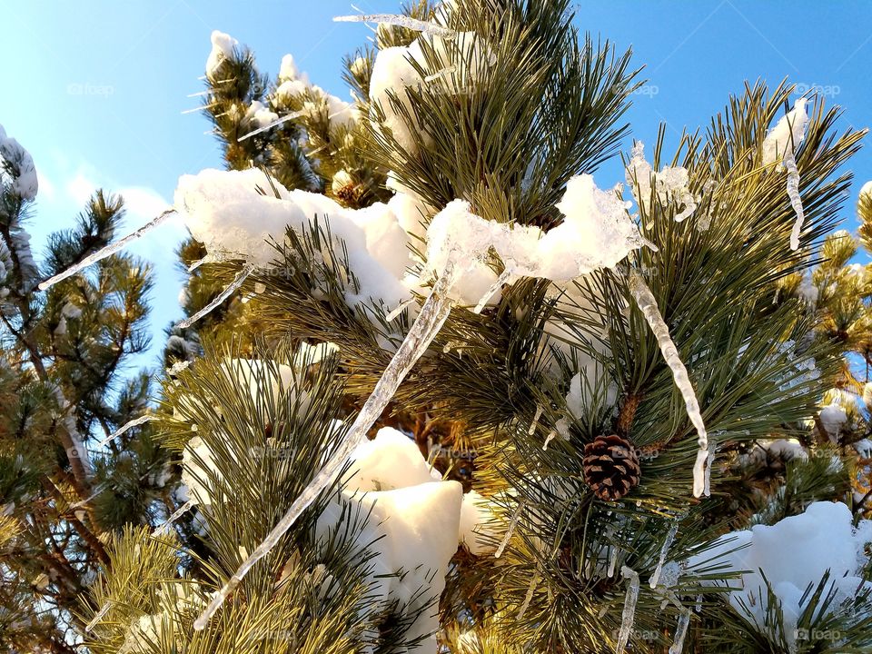 Icicle and snow on pine tree