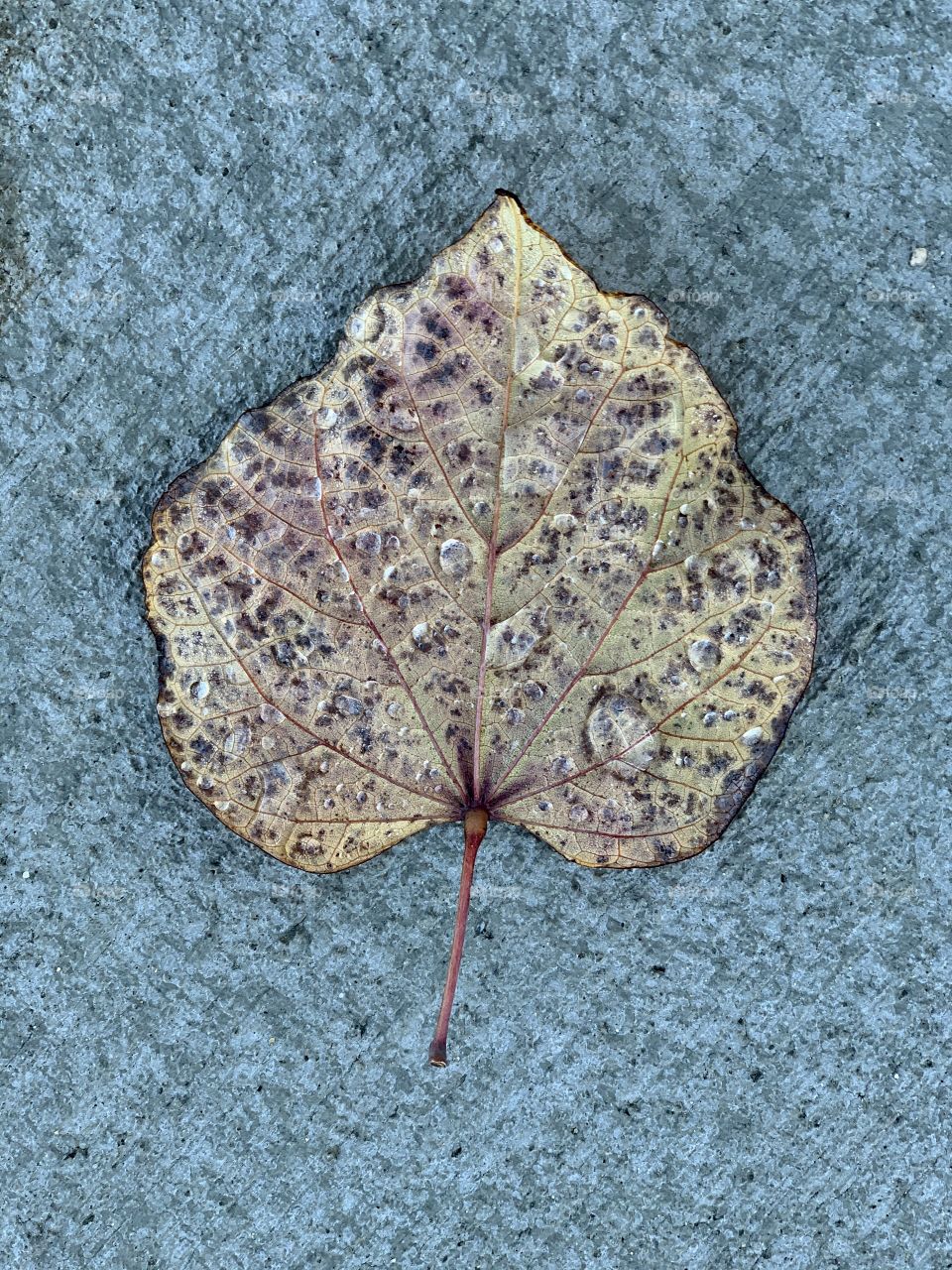 Autumn leaf with rain drops 