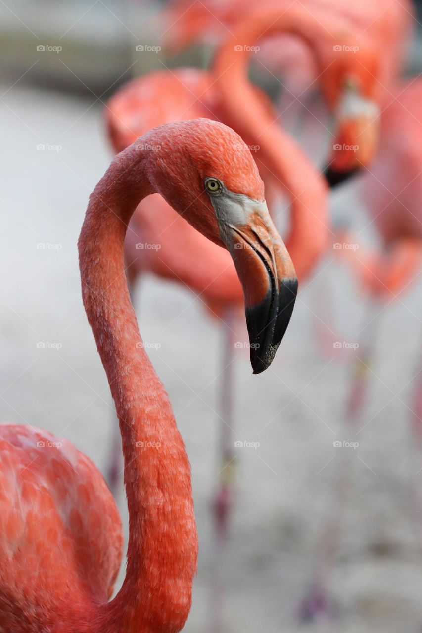 Flamingo