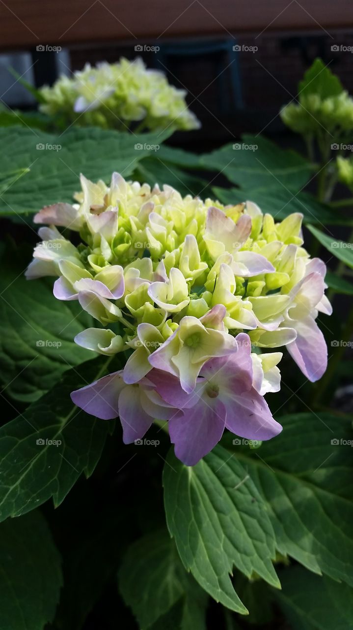 Hydrangeas