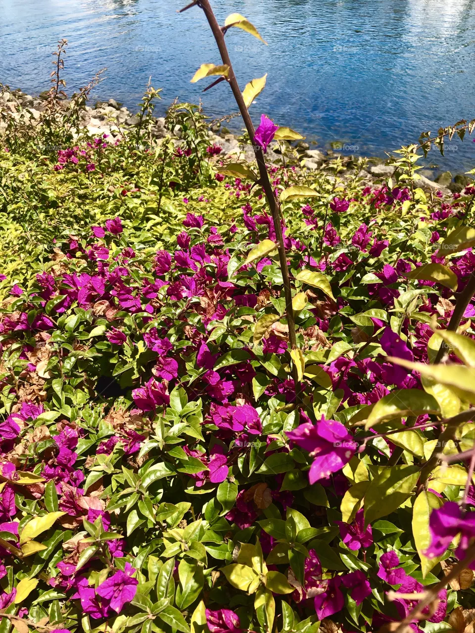 Flora 