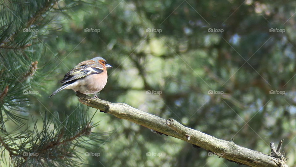 Chaffinch 