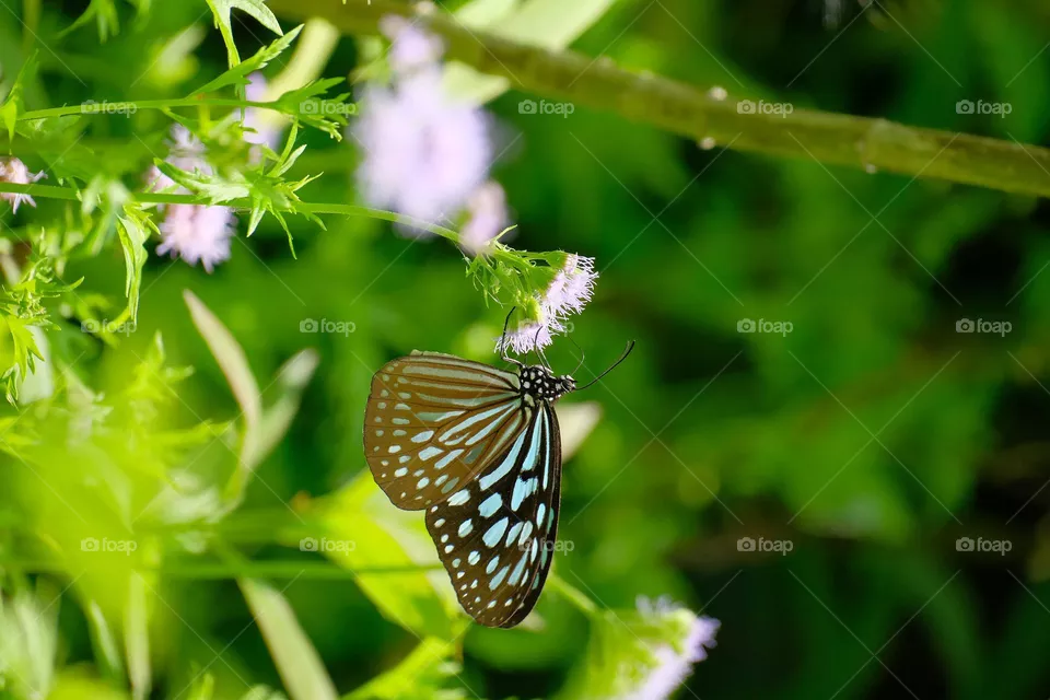 butterfly in the flower