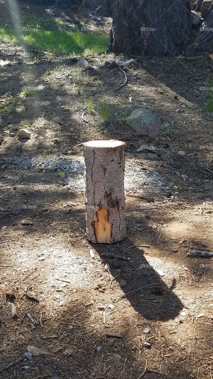 single piece of firewood standing alone in the sun.