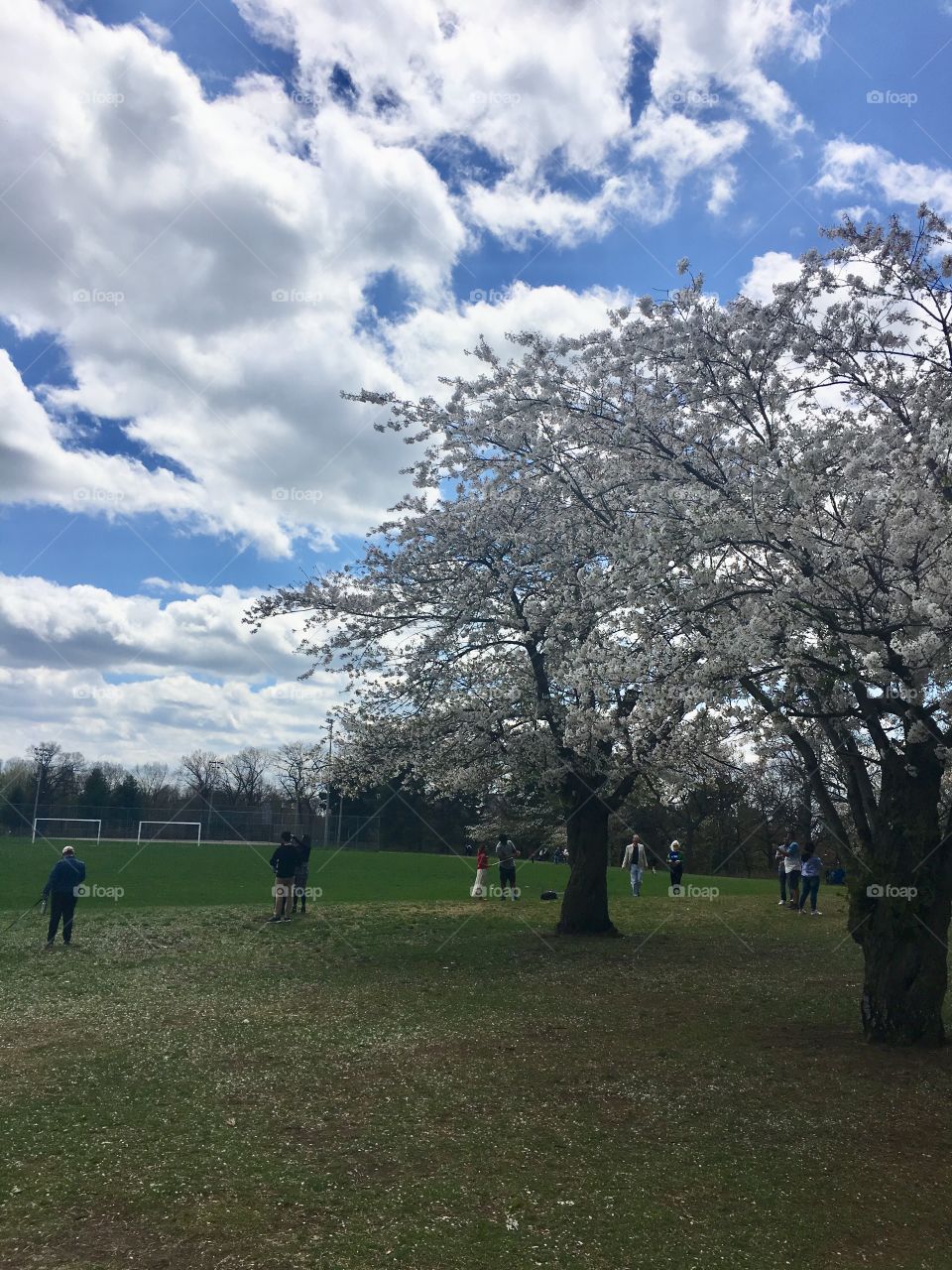 Cherry blossoms