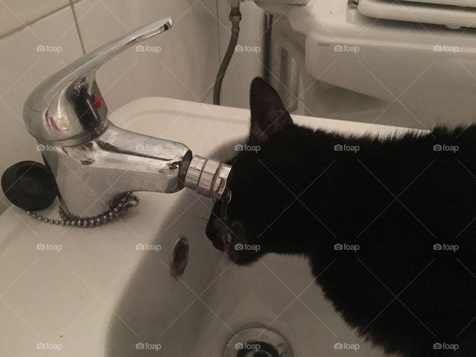 Cat drinking water 