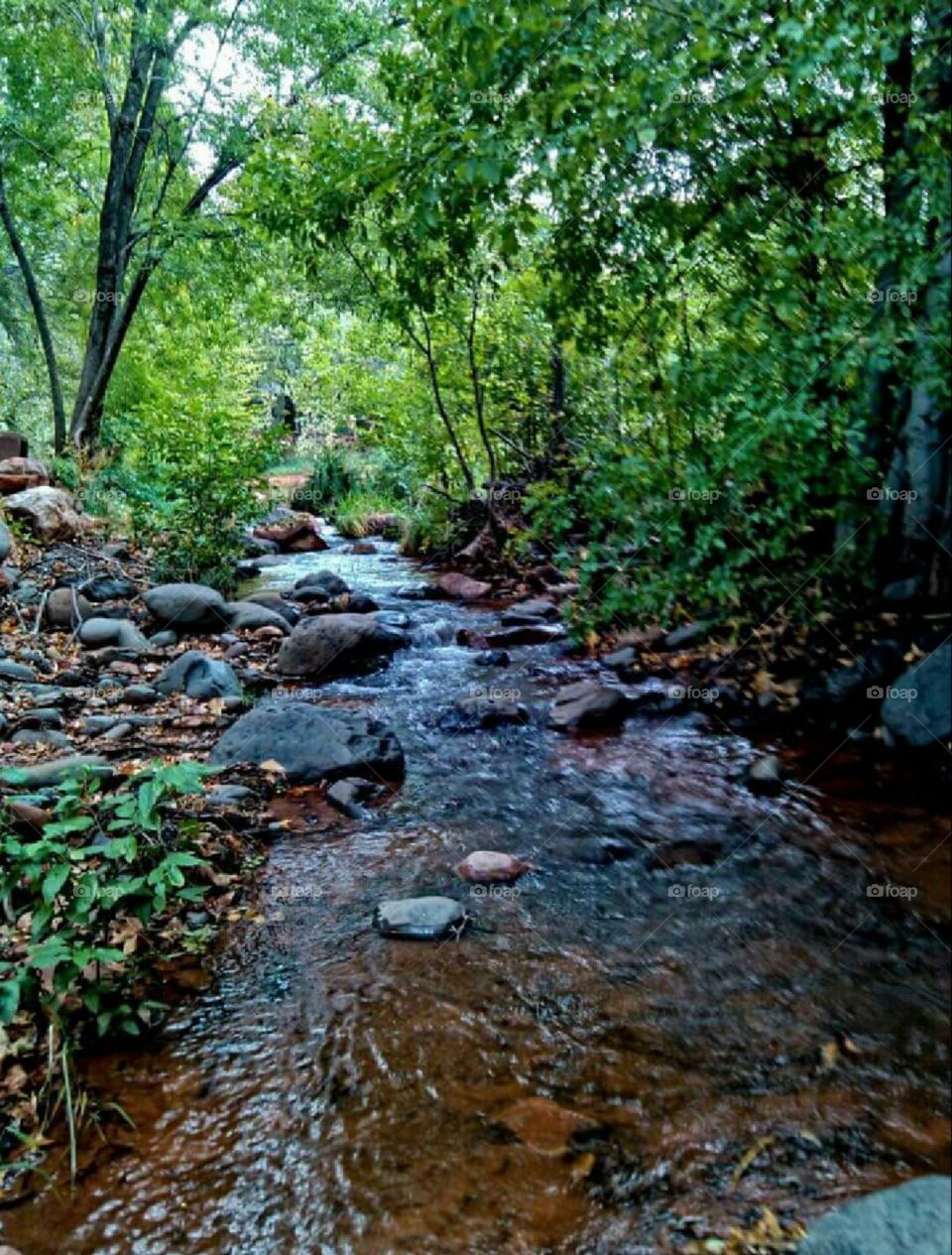Oak Creek in Sedona, Arizona