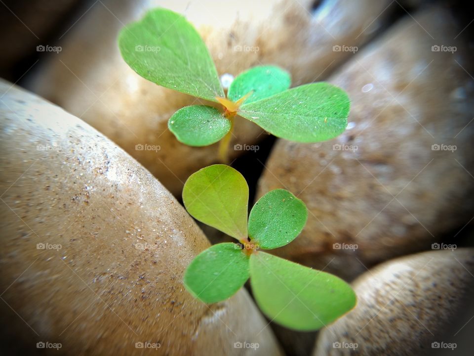 Small plants between the stones