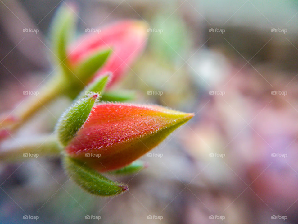 Small red succulent plant flower