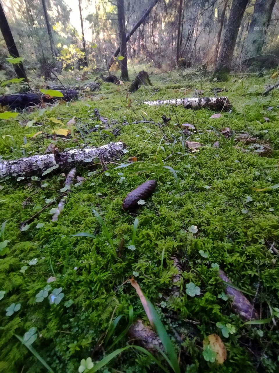 лес природа