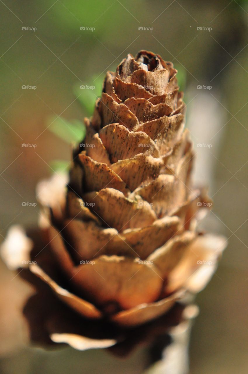 Pine cone
