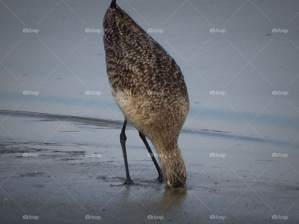 Head in the sand