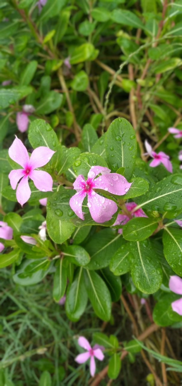 Beauty of nature