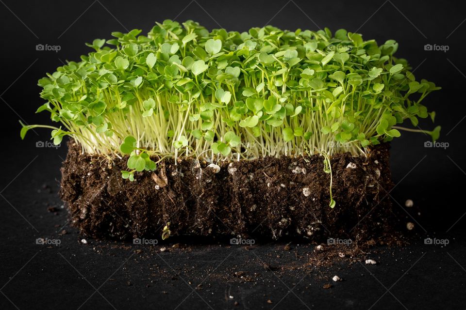 Microgreens rucola on a grow soil