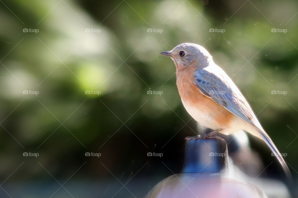 Close-up of bird