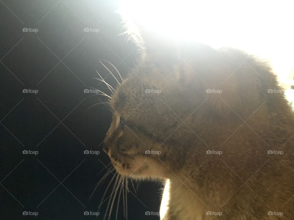 Cat, Mammal, No Person, Animal, Portrait