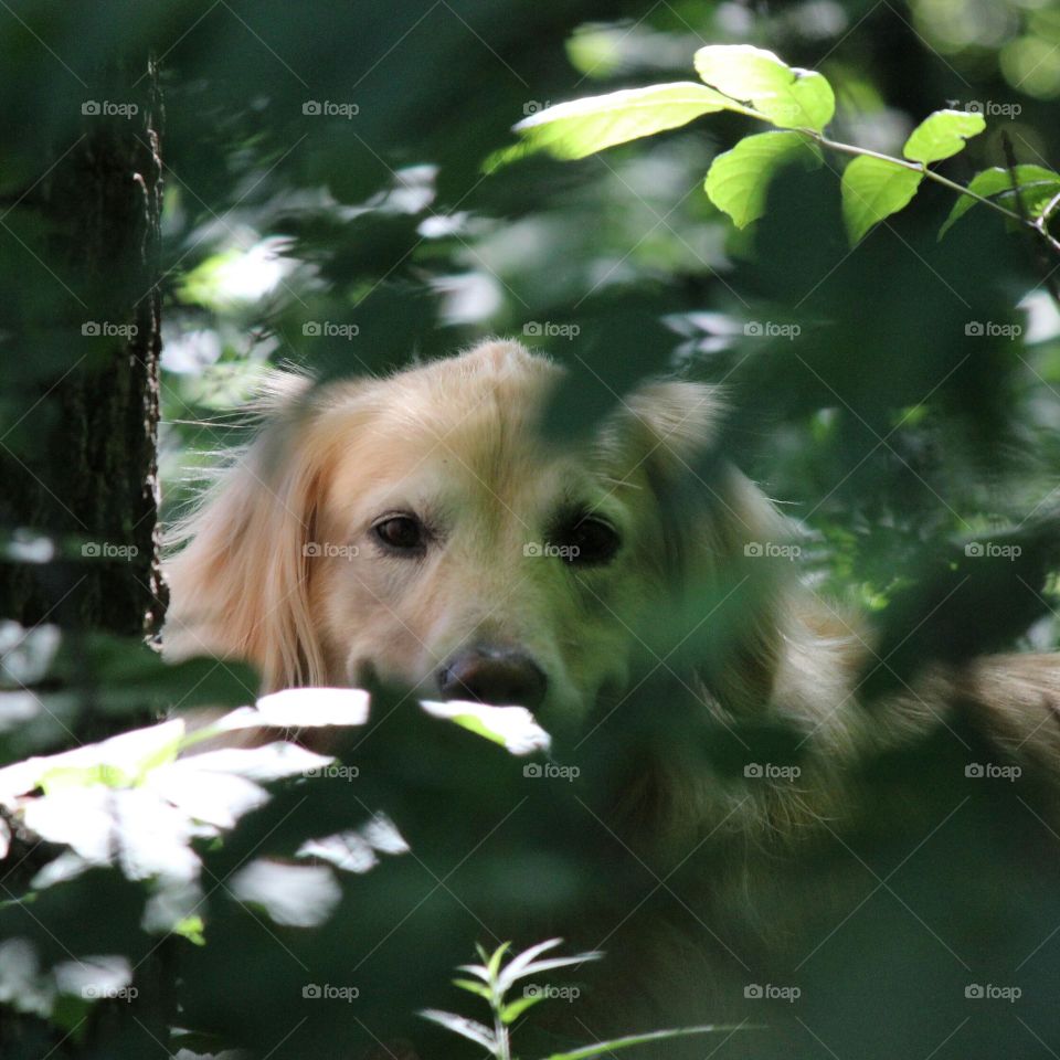 Keeping cool in the shade on a hot summer day