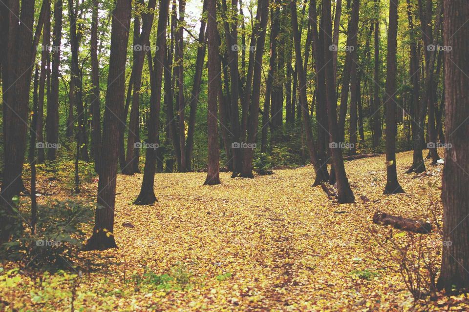 Wood, Tree, Landscape, Leaf, Environment