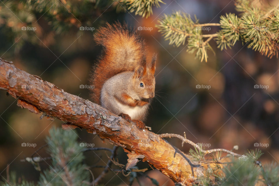 Squirrel on a branch