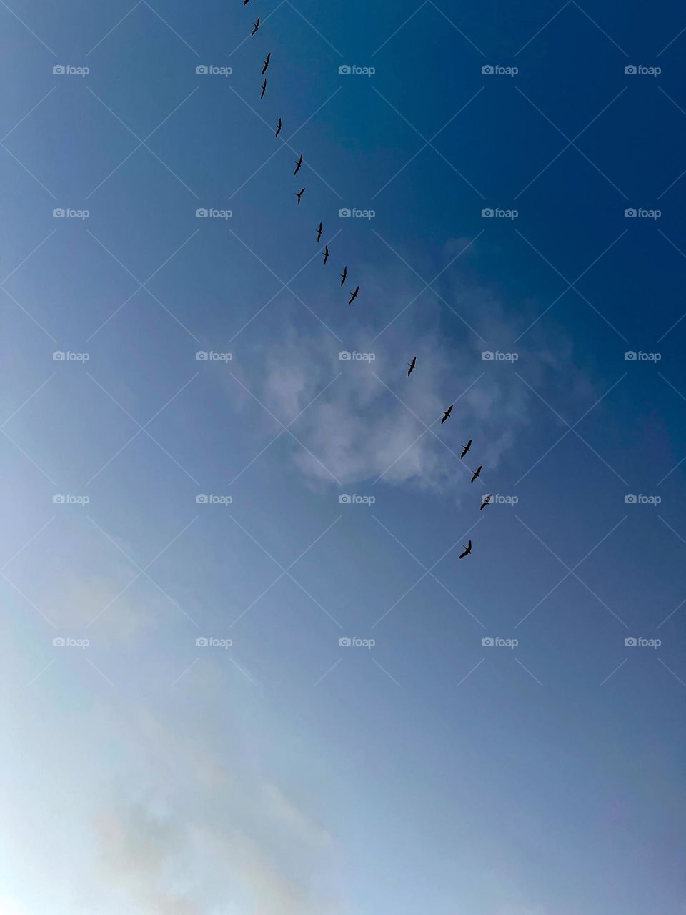 bird formation in a pretty blue sky