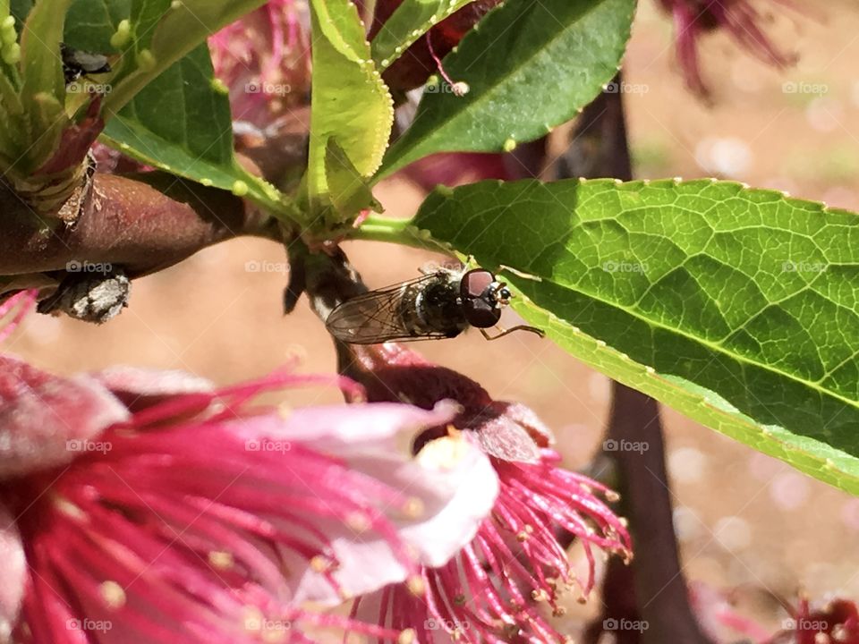 Full length image closeup of a banded bee on a nectarine fruit tree leaf