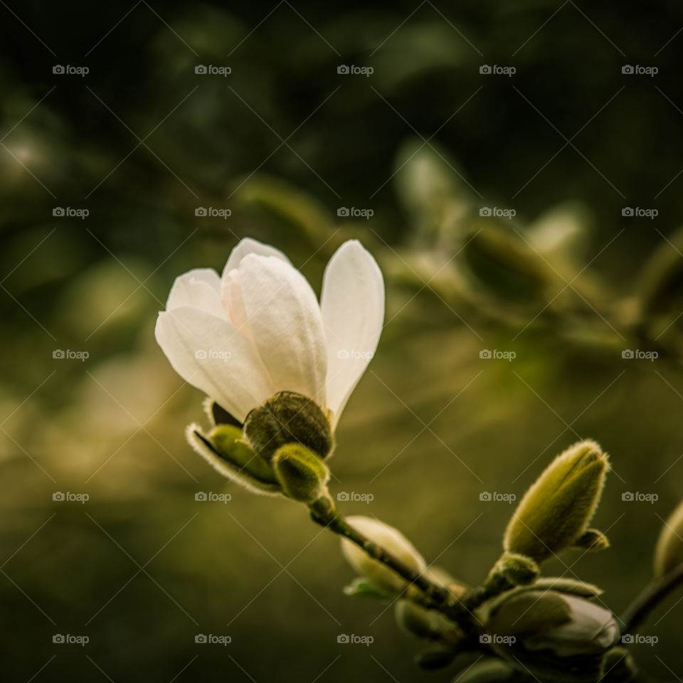 Spring flowers in London