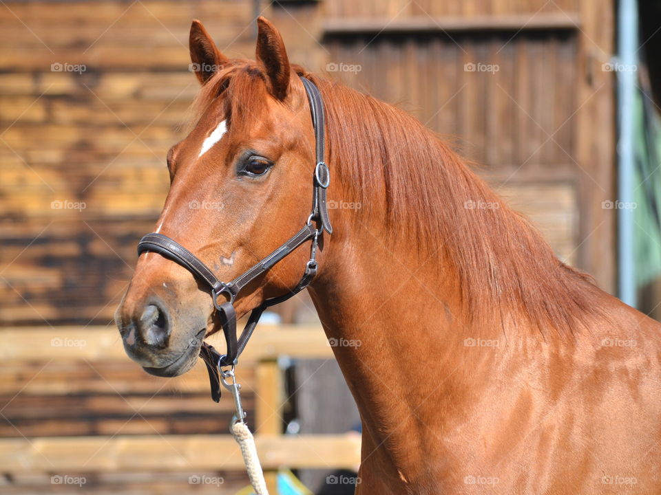 Close-up of a brown horse