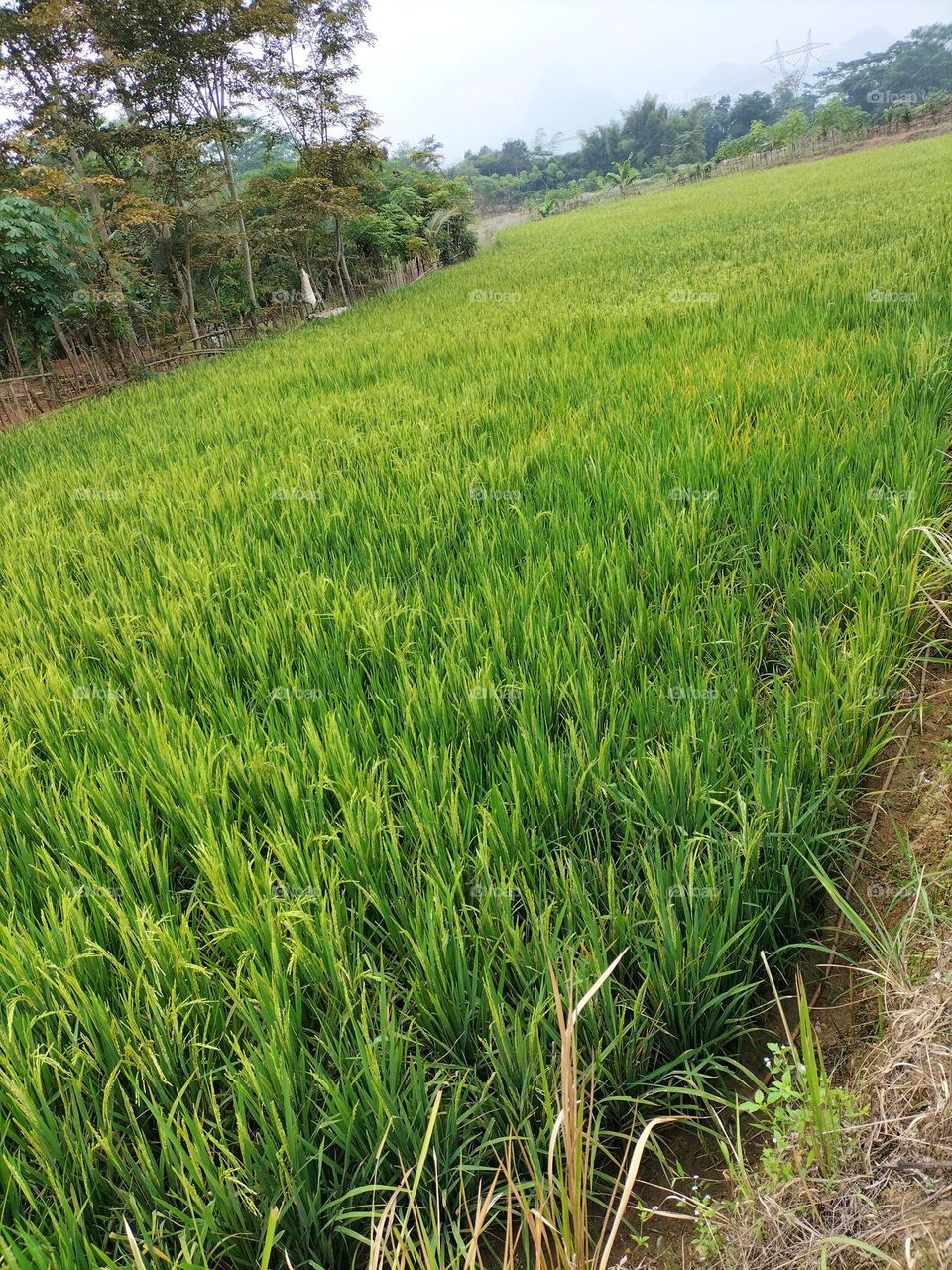 Green rice field image