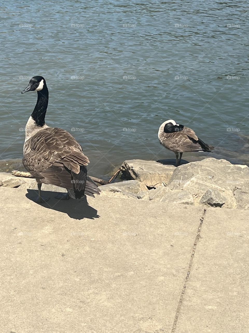 Geese 