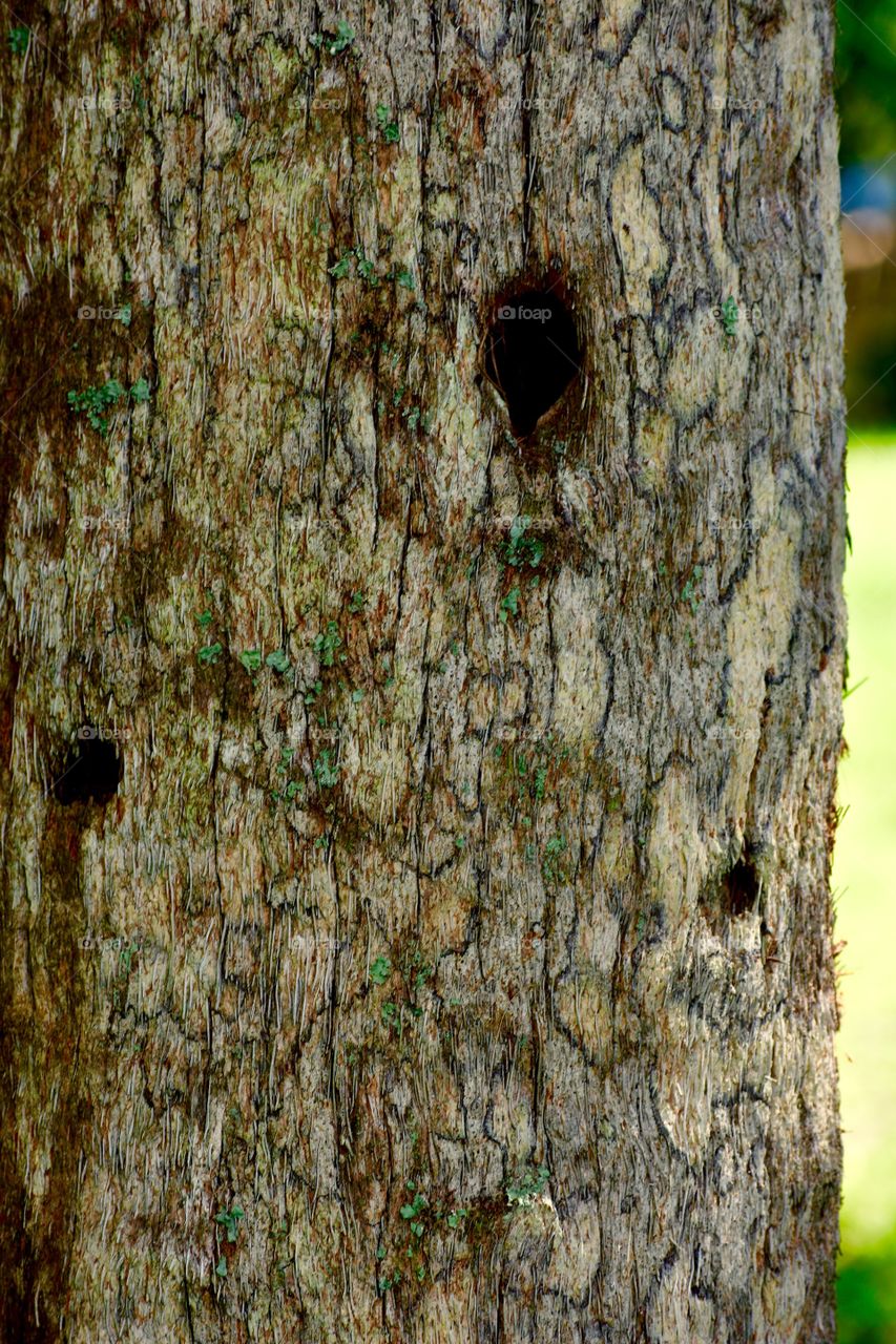 Tree with wood pecker