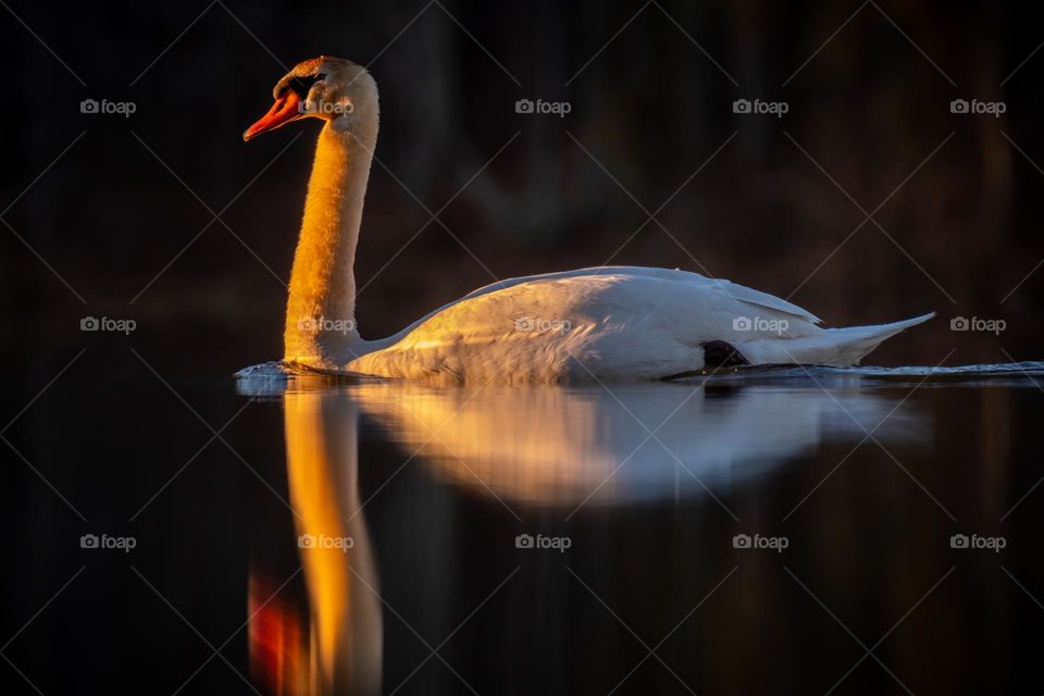 A Mute Swan swims towards the sunrise. Garner, North Carolina. 