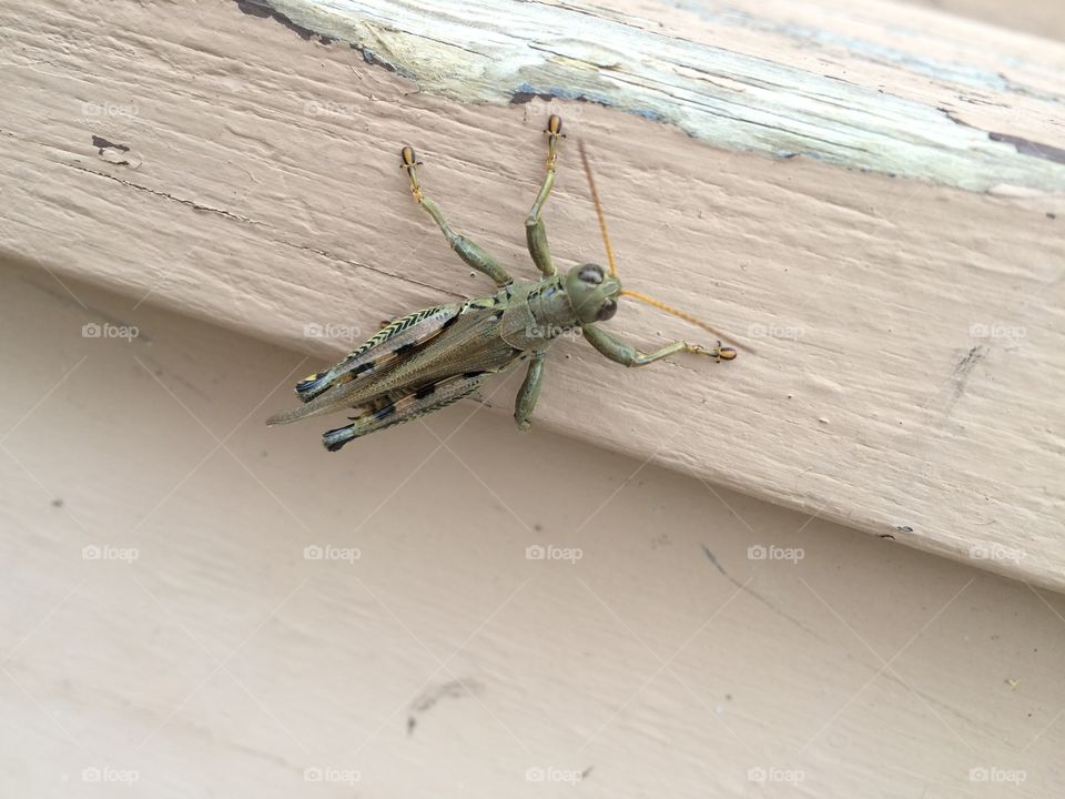 Grasshopper 