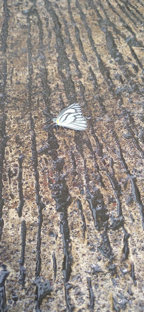 A white butterfly perched on a wet terrace
